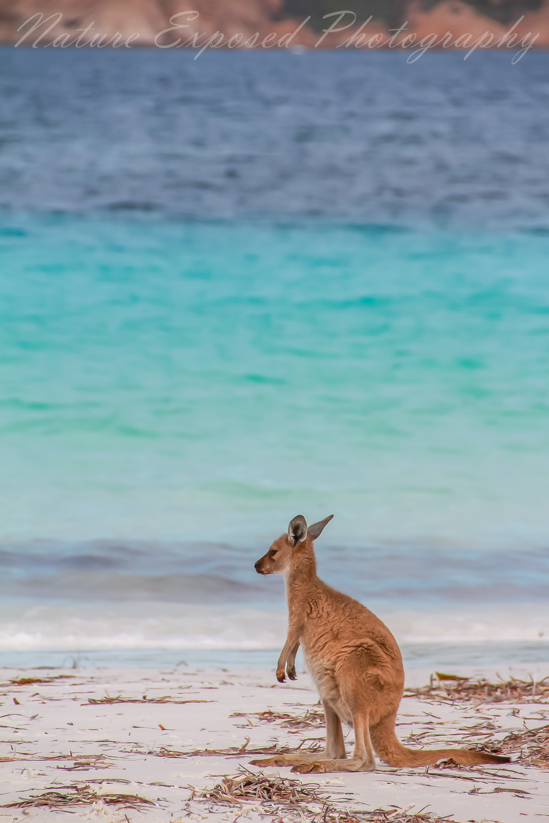 LUCKY BAY KANGAROO 4