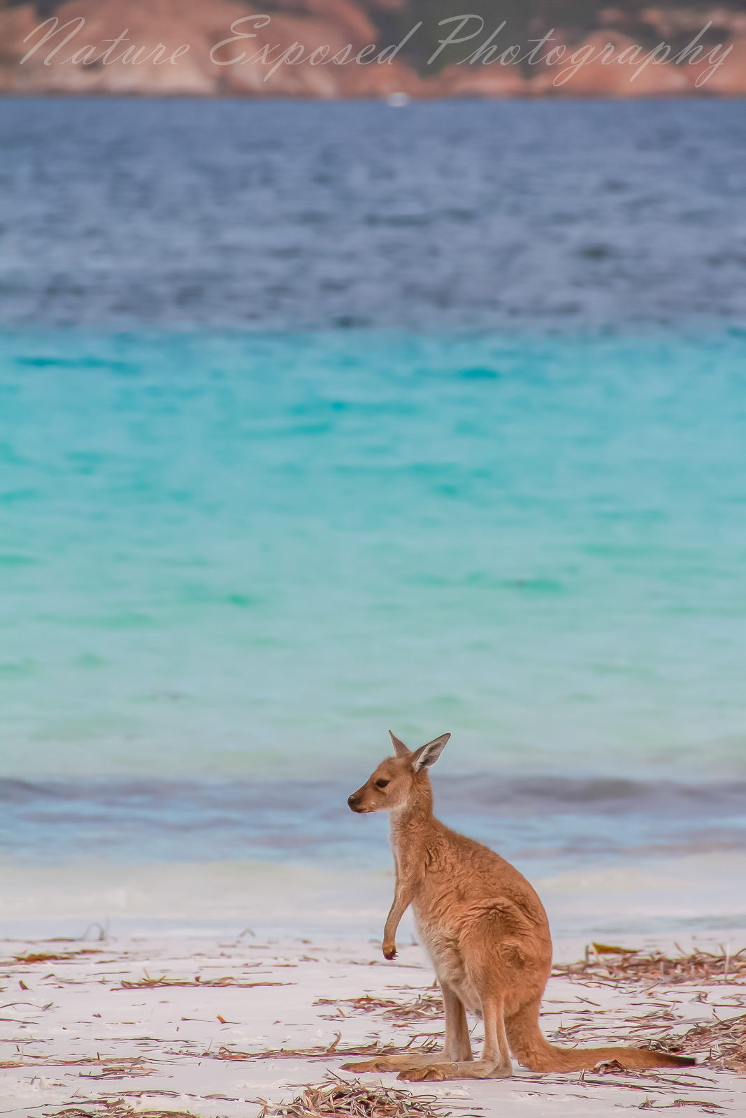 LUCKY BAY KANGAROO 5