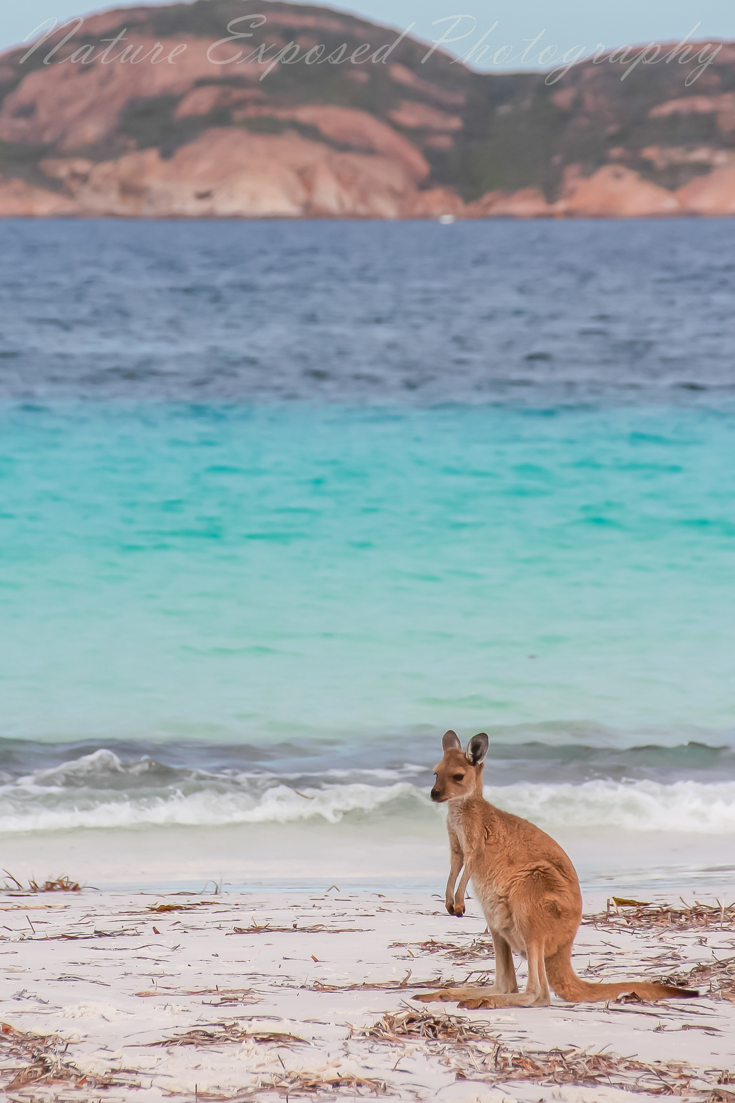 LUCKY BAY KANGAROO 6