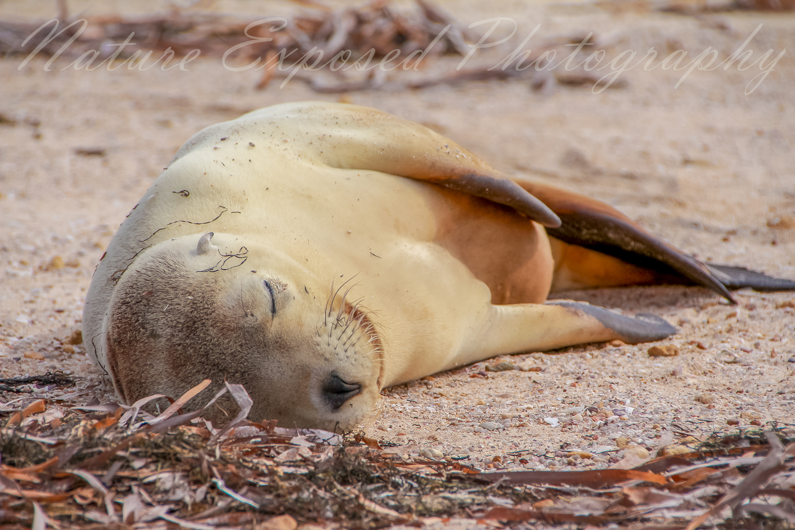 SEA LION 5