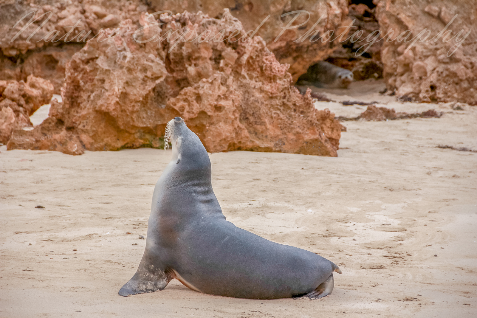 SEA LION 10