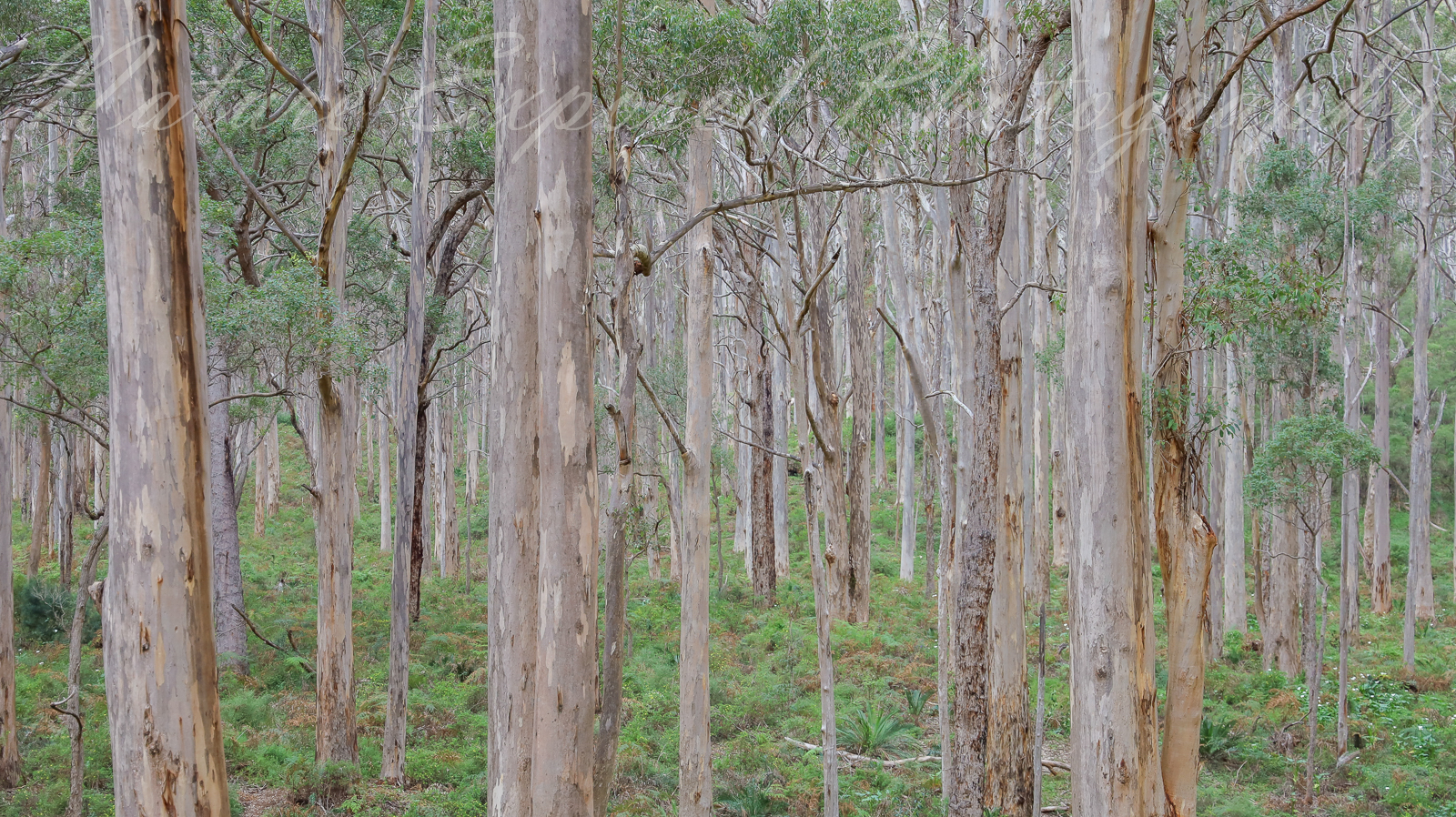 BORANUP FORREST 7