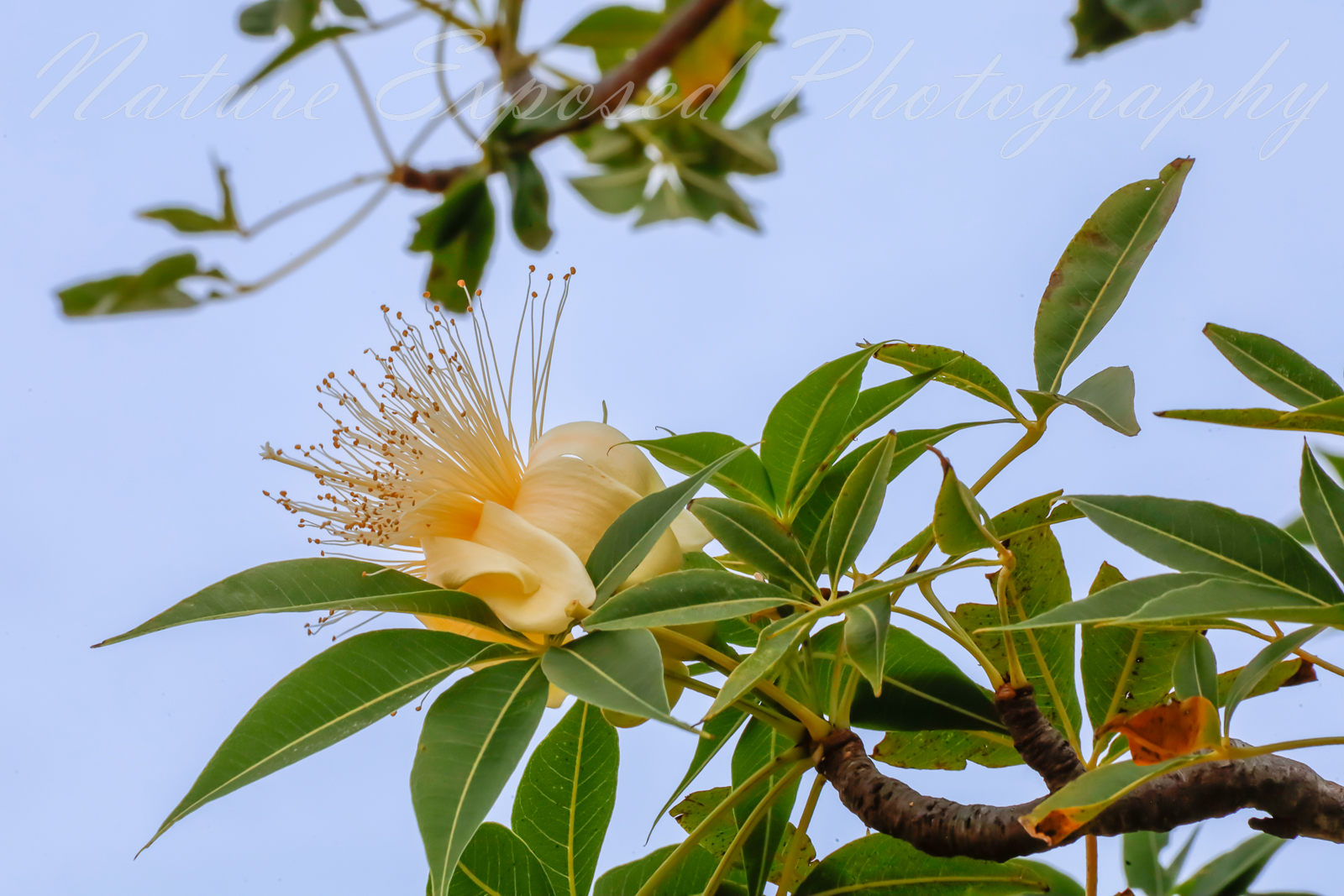 BROOME BOAB FLOWER 1