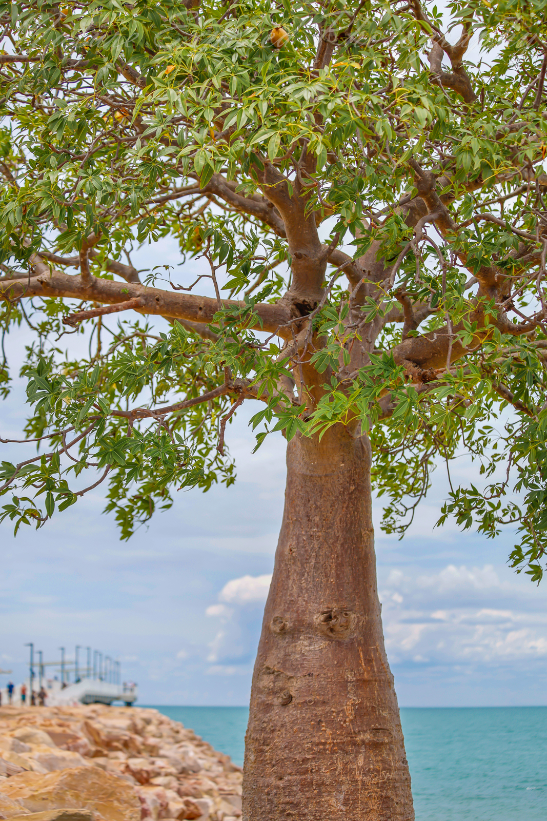 BROOME BOAB TREE 1