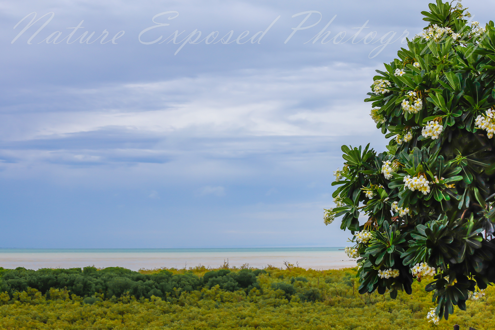 BROOME FRANGIPANI 2