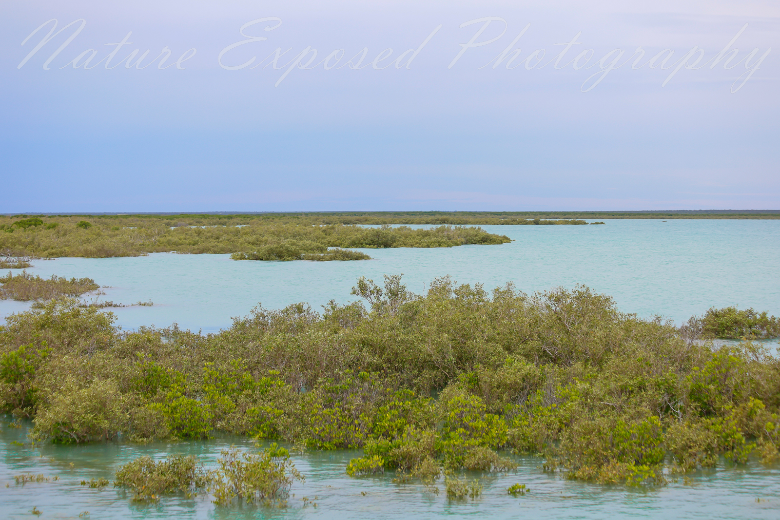 BROOME ROEBUCK BAY MANGROVES 1