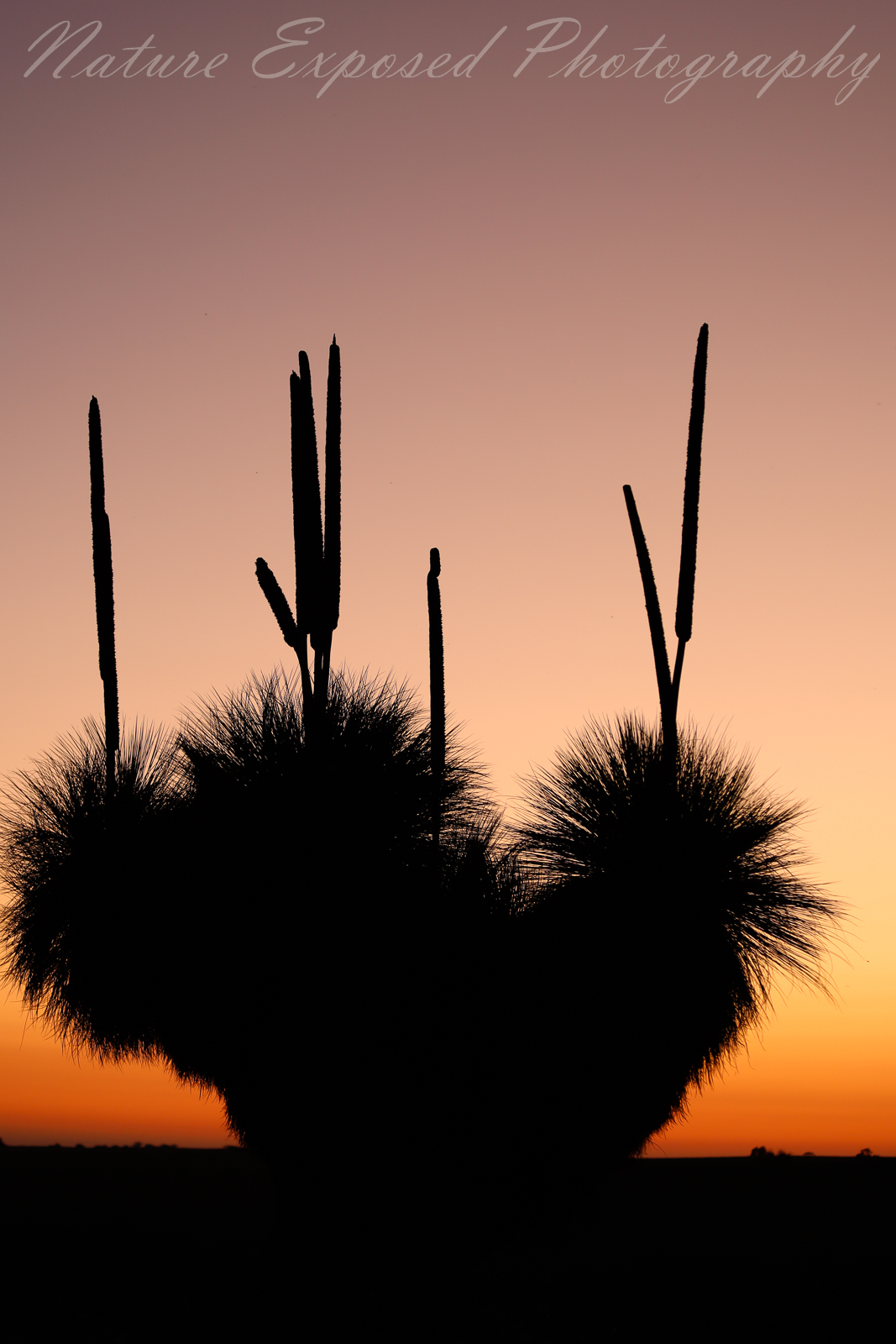 GRASS TREE 1