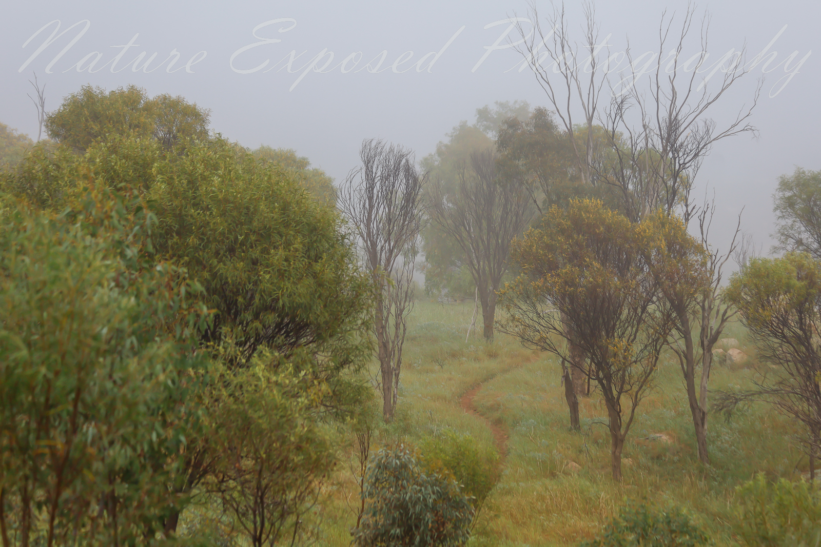 MISTY BUSHLAND 2