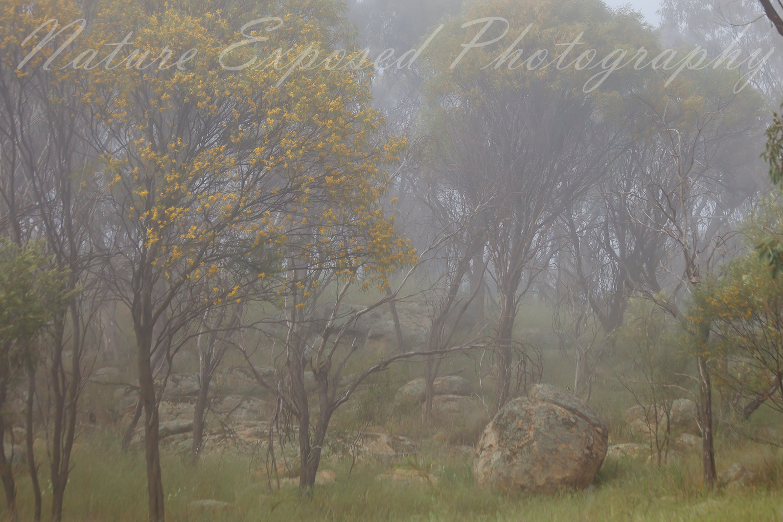 MISTY BUSHLAND 6