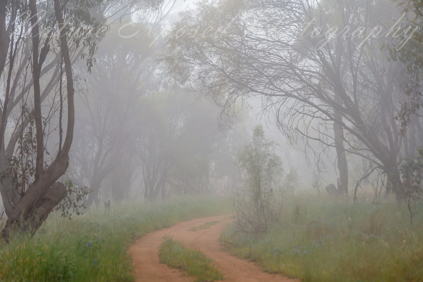 MISTY BUSHLAND 7