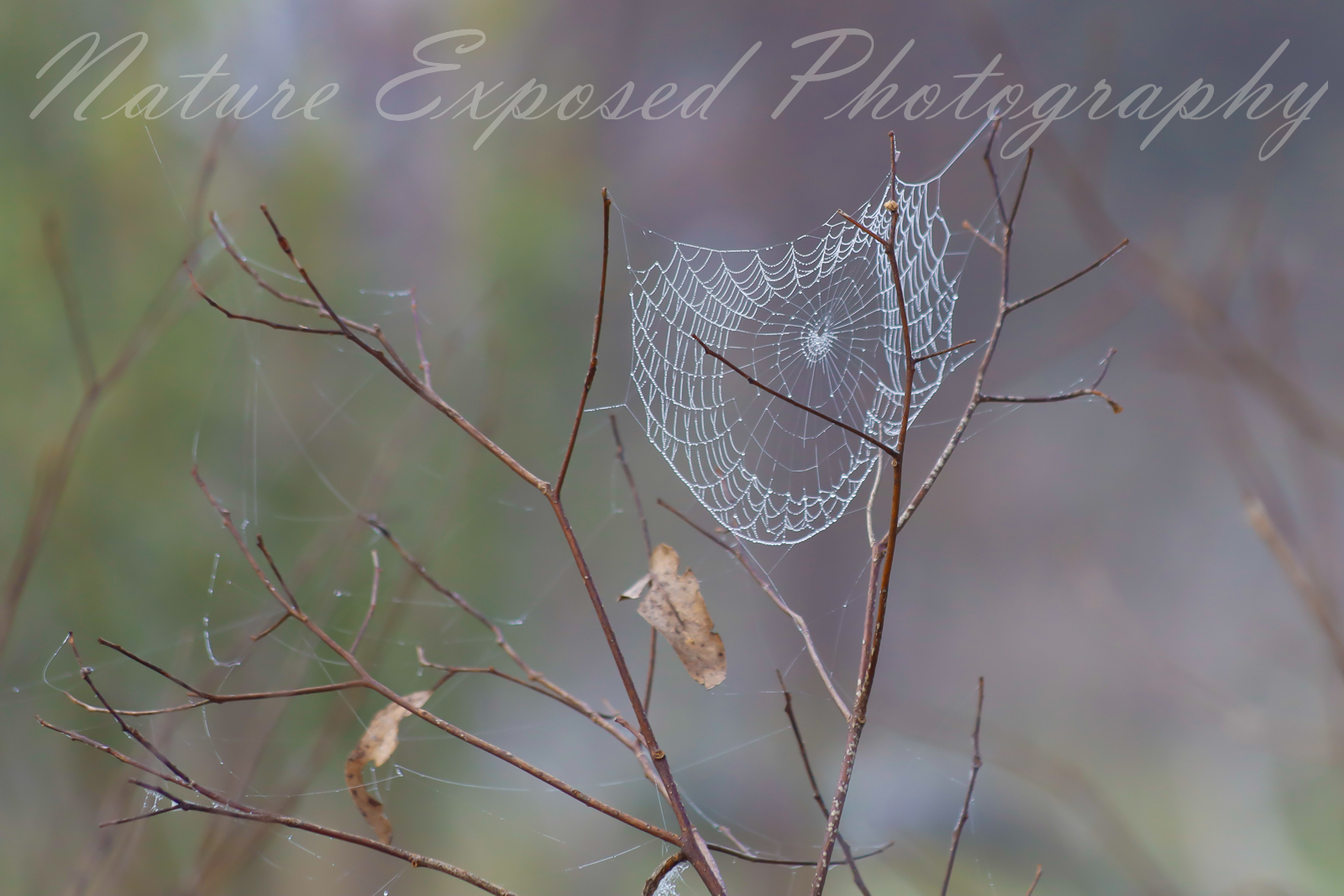 SPIDERWEB 1