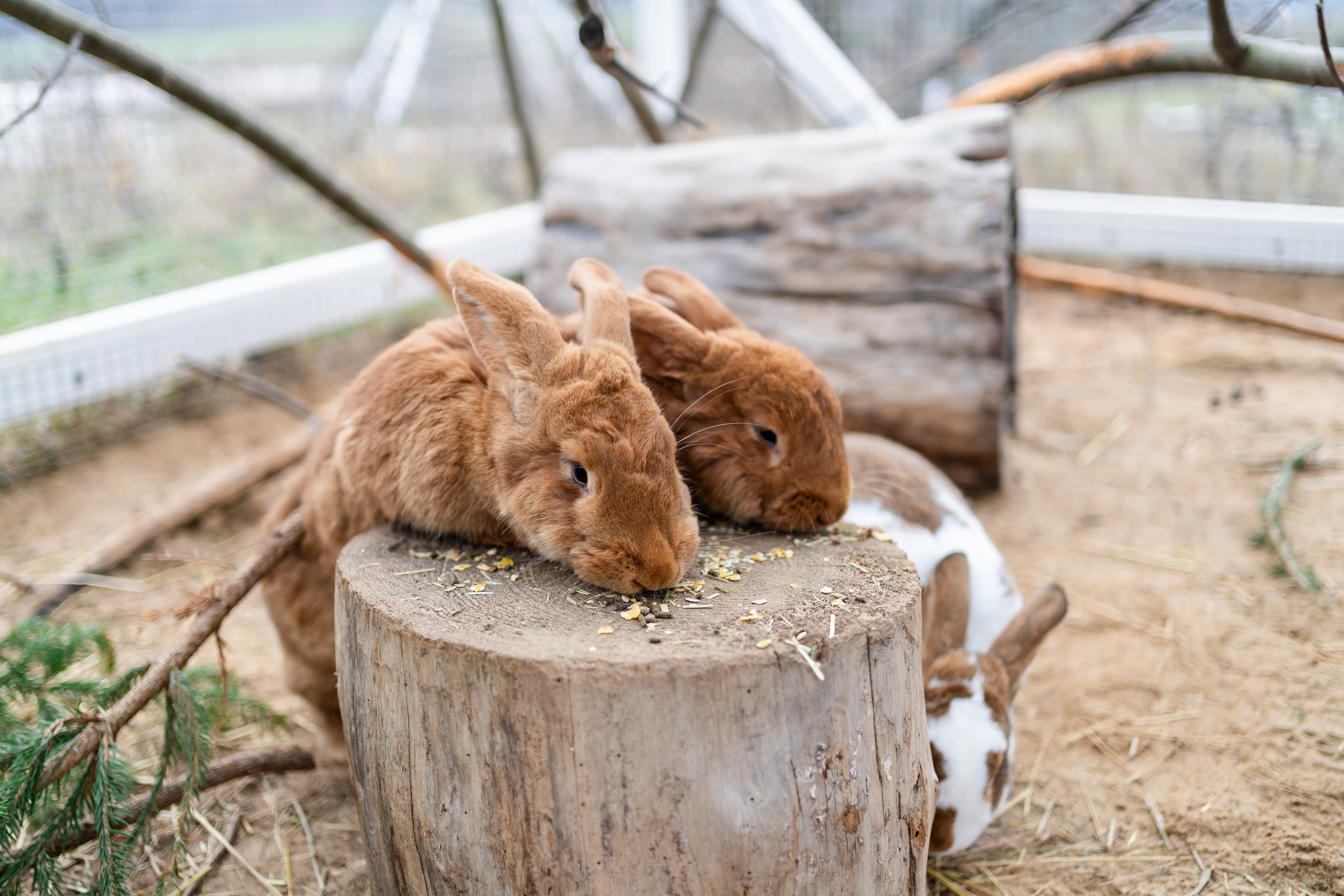 Kalėdinė fotosesija Debesų ganykloje