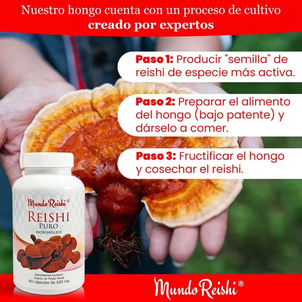 Reishi cápsulas (90 unidades).