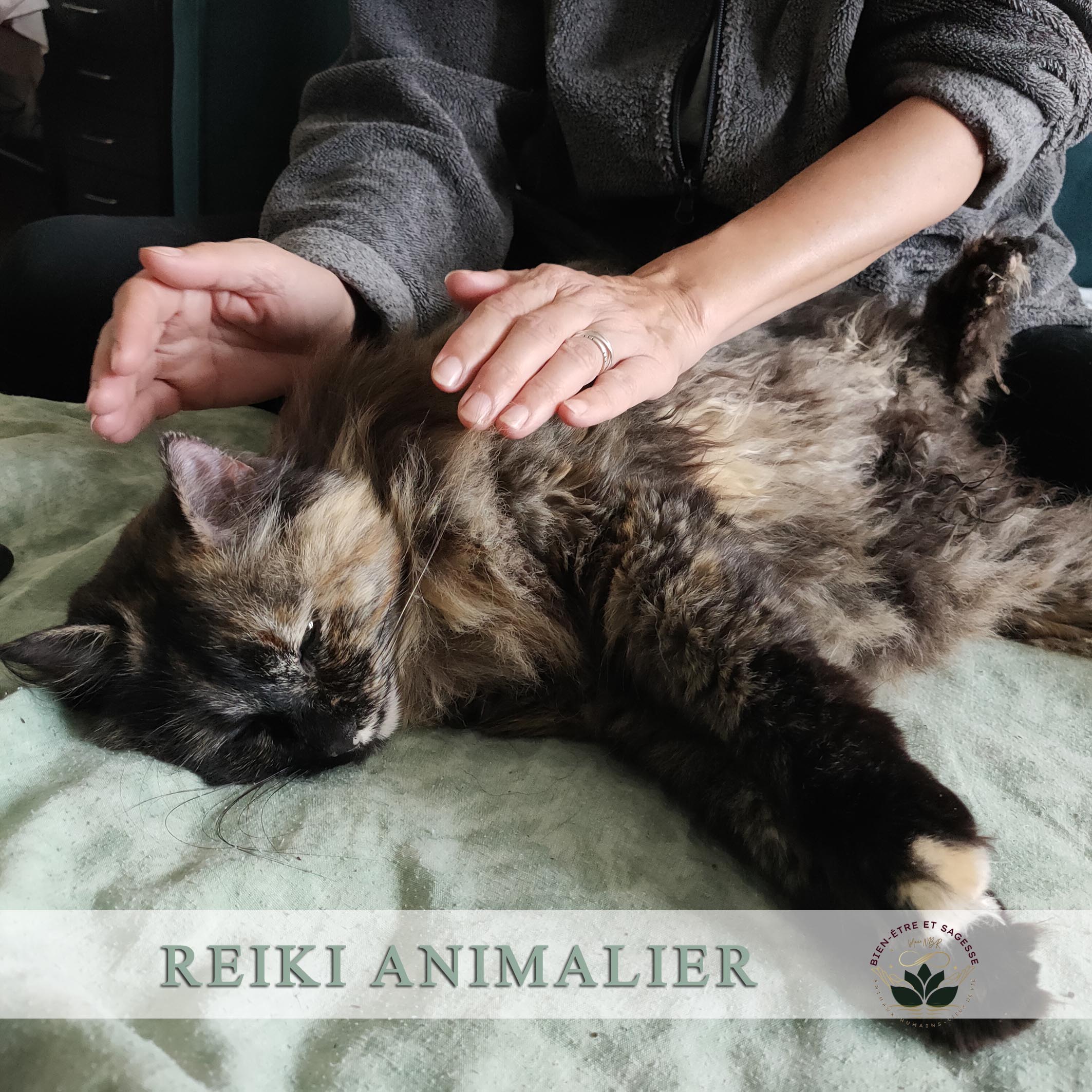 Séance REIKI ANIMALIER