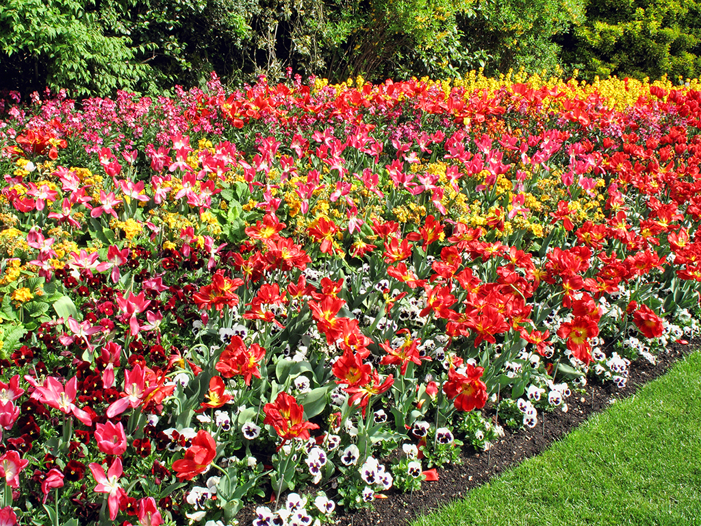 Bedding Plants (trays)