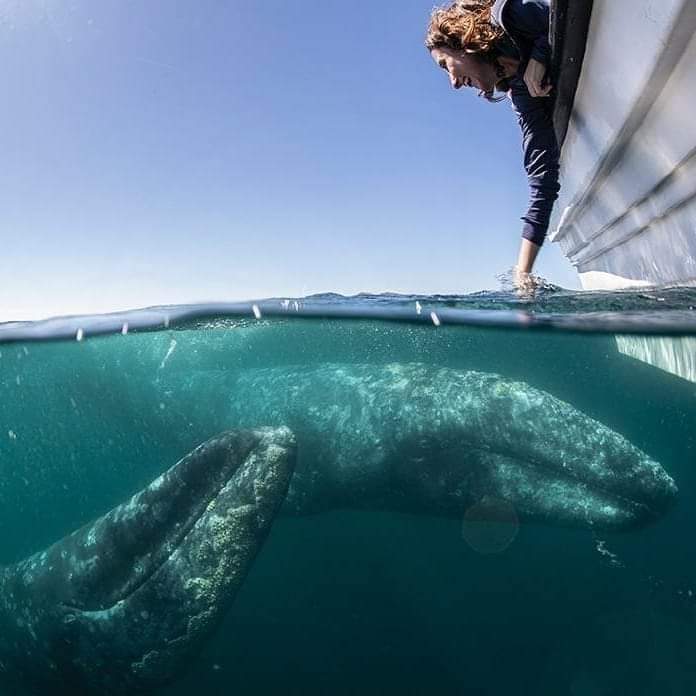 Whale Watching Private tour. (5 to 6 hrs)
