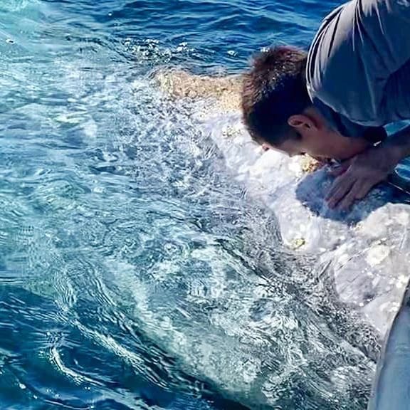 Whale Watching Private tour. (Full Day)
