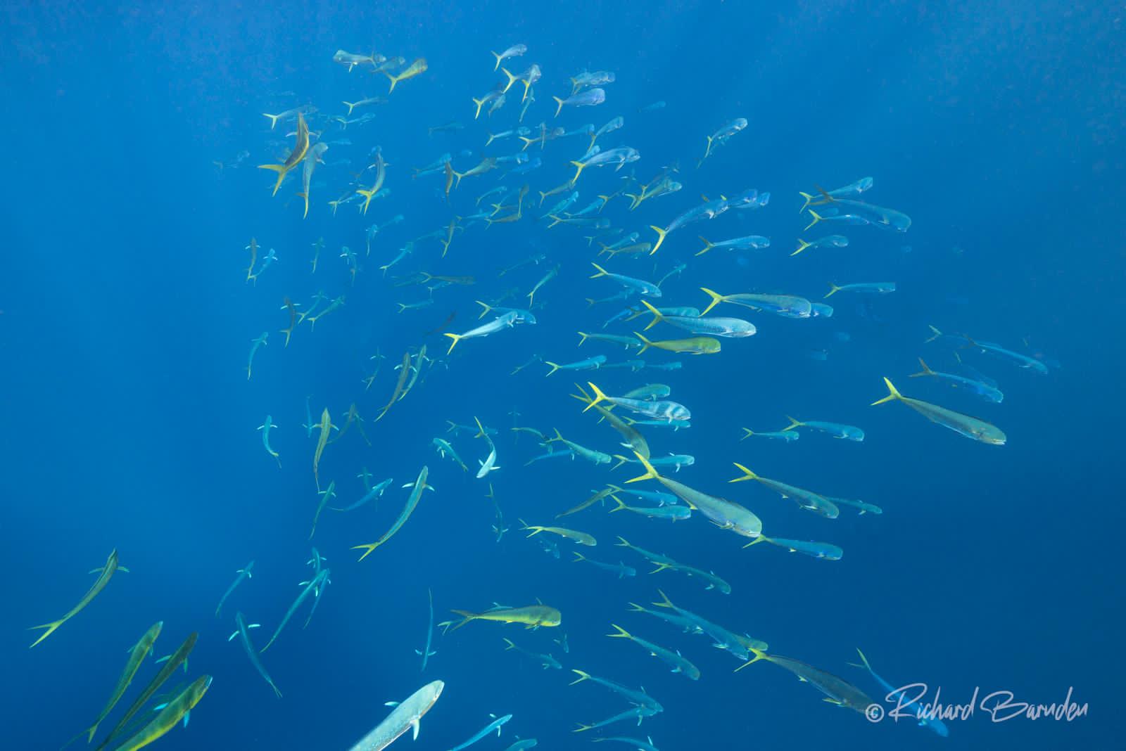 Sport Fishing (Inside the Bay) (6 hrs)