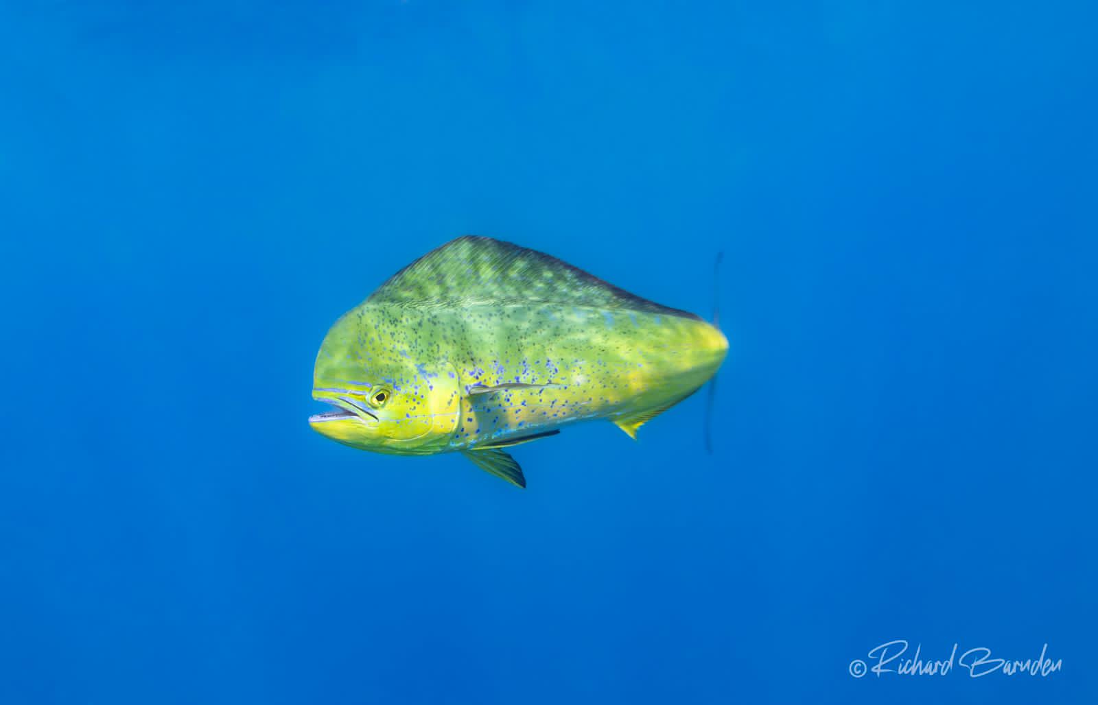 Sport Fishing in the Open Ocean