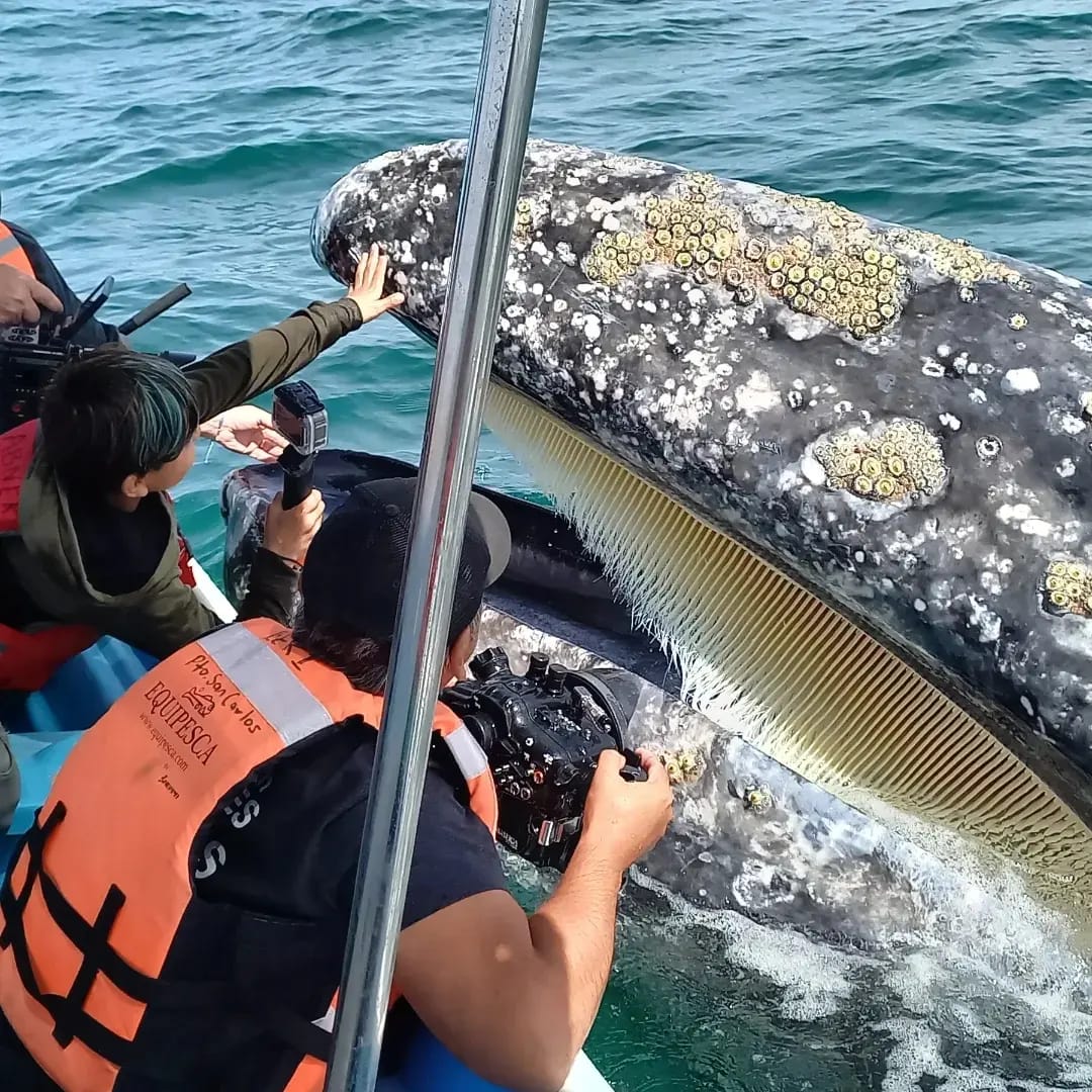 Whale Watching Private tour. (4 Hours)