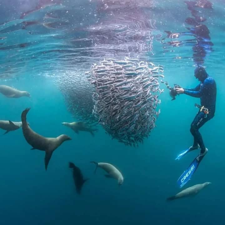 Open Ocean Safari (Full day)