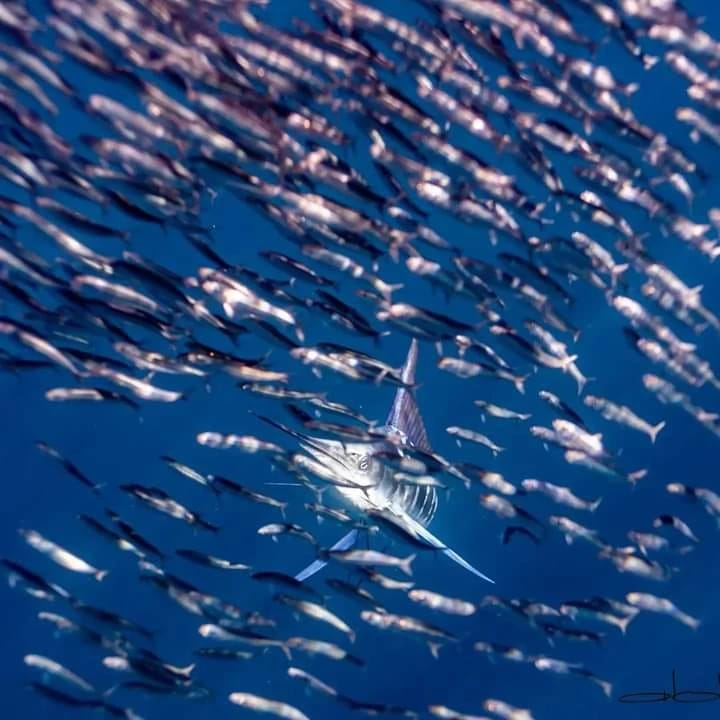 Open Ocean Safari (Full day)
