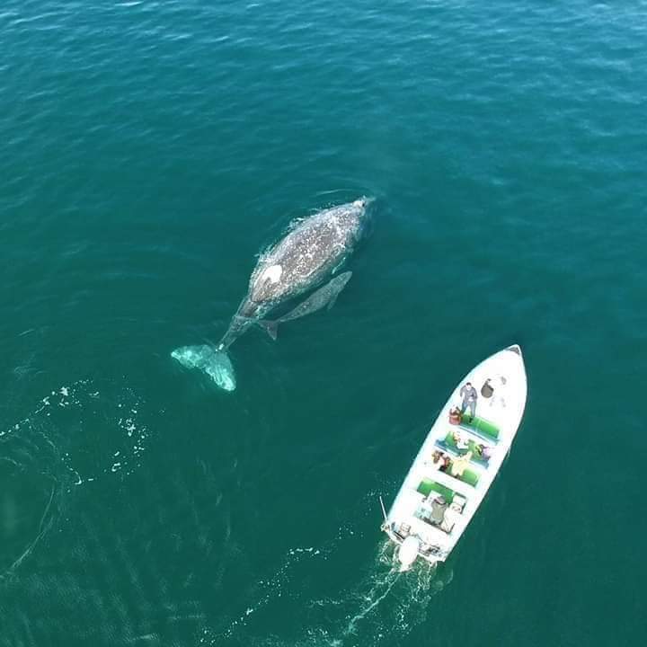 Whale Watching Private tour. (4 Hours)