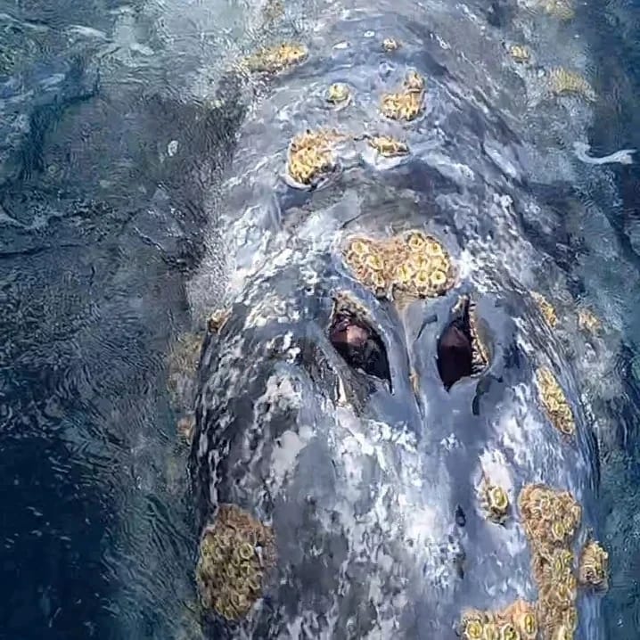 Whale Watching Private tour. (4 Hours)