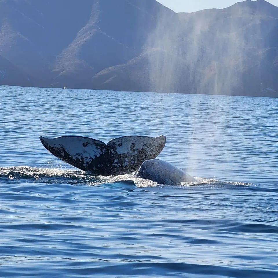 Whale Watching Private tour. (4 Hours)