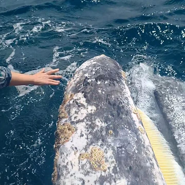 Whale Watching Private tour. (5 to 6 hrs)