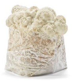 Bloc prêt à fructifier de 3.3 kg de substrat Hydne Hérisson bio - 666€ht la tonne départ