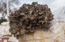 Bloc prêt à fructifier de 3.3 kg de substrat de Maïtaké bio - 666€ht la tonne départ