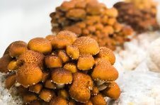 Bloc prêt à fructifier de 3.3 kg de substrat de Pholiote Naméko bio - 666€ht la tonne départ