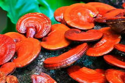 Bloc prêt à fructifier de 3.3 kg de substrat de Reishi bio - 848€ht la tonne départ