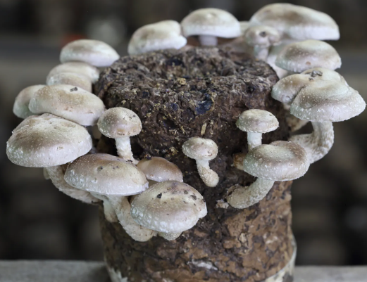 Bloc prêt à fructifier de 22 kg de substrat de Shiitaké bio - 567€ht la tonne départ