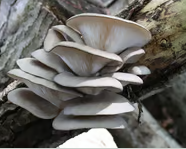 Bloc prêt à fructifier de 20 kg de substrat de Pleurote Grise bio - 355€ht la tonne départ