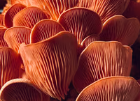 Bloc prêt à fructifier de 20 kg de substrat de Pleurote Rose bio - 355€ht la tonne départ