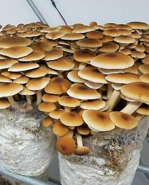 Bloc prêt à fructifier de 22 kg de substrat de Pholiote du Peuplier bio - 567€ht la tonne départ