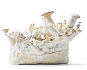 Bloc prêt à fructifier de 4.5 kg de substrat Eryngii Conventionnel - 511€ht la tonne départ