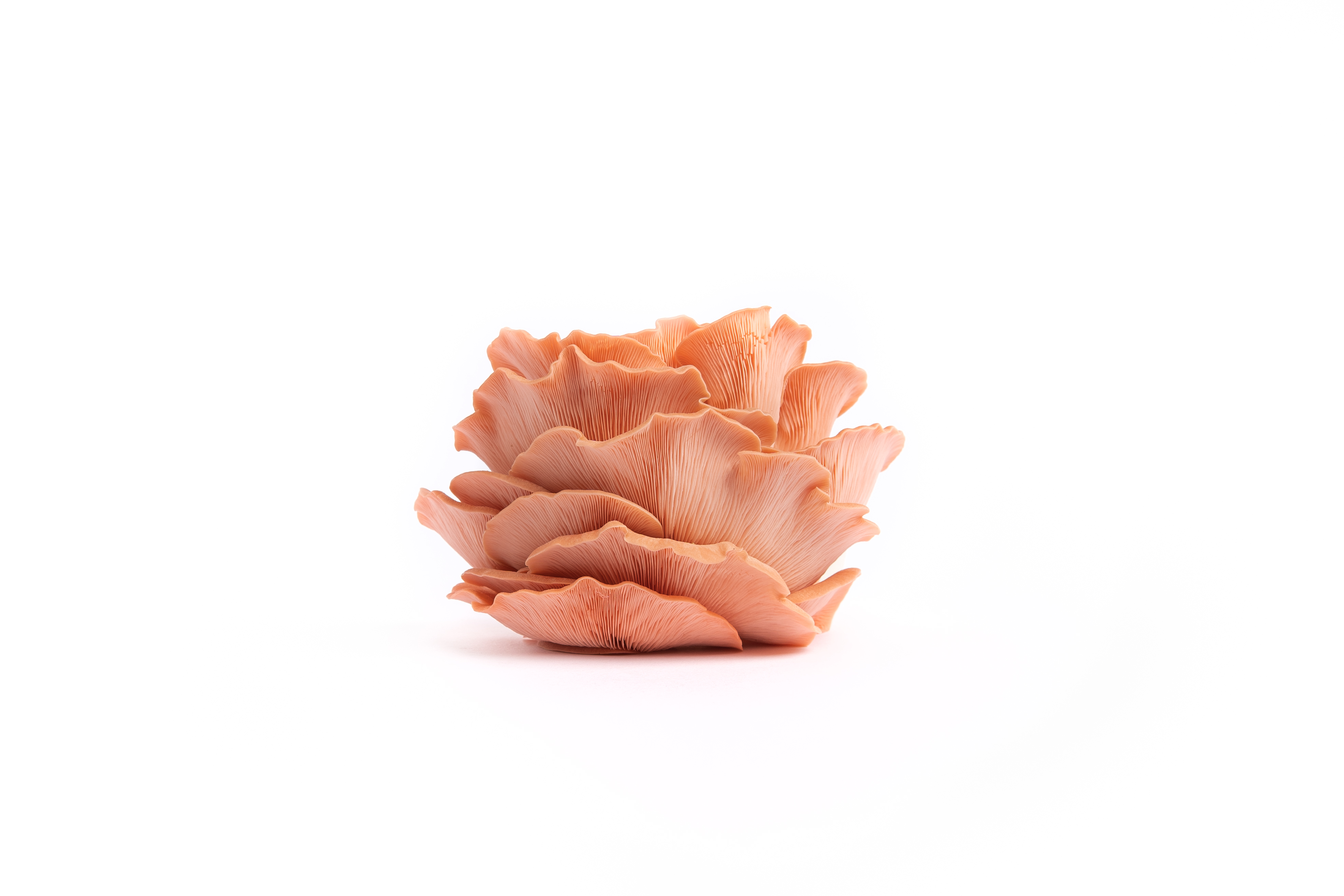 Pink Oyster Mushrooms 250g tray