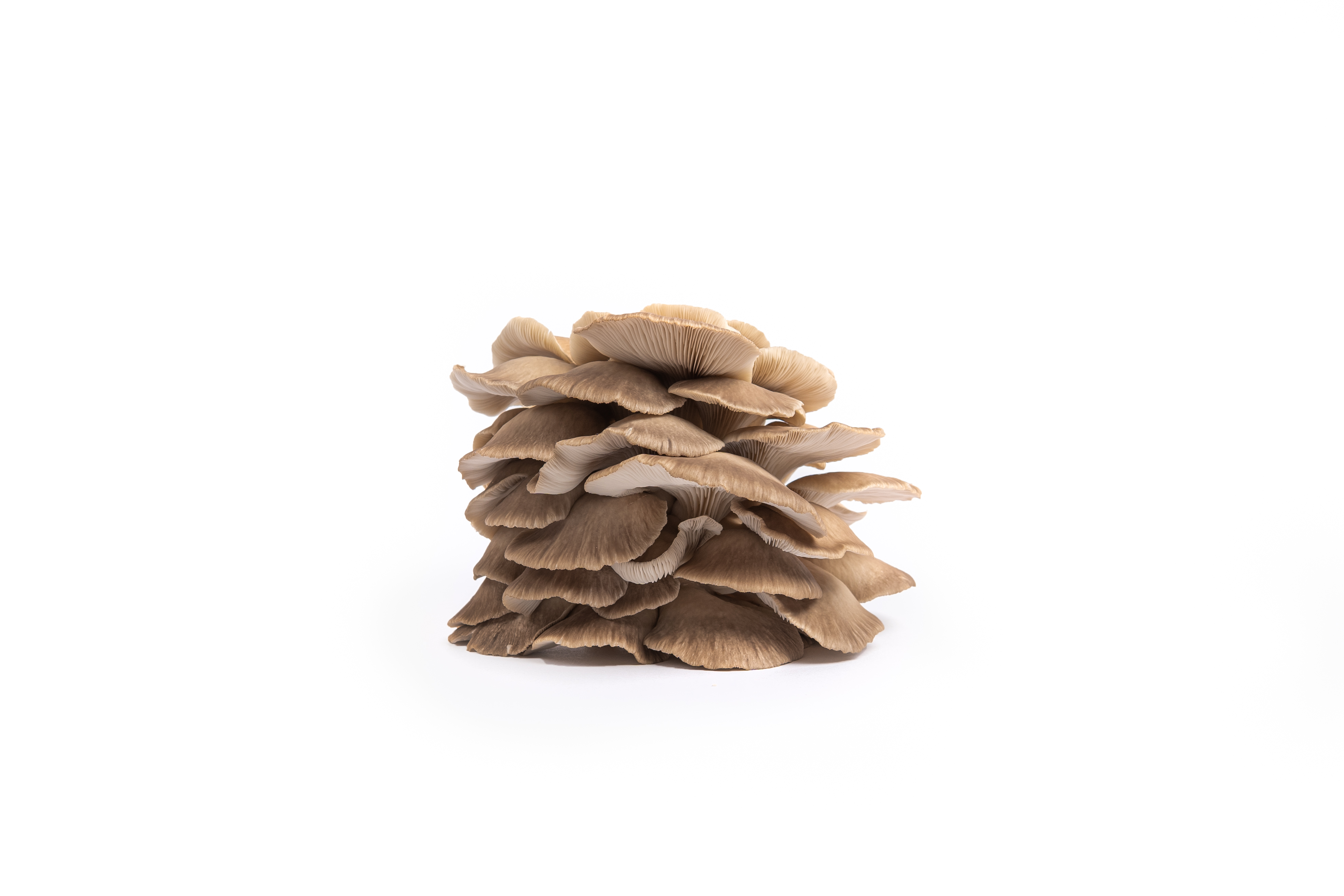 Phoenix Oyster Mushrooms 250g tray