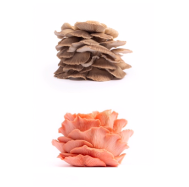 Mixed 250g tray oyster mushrooms