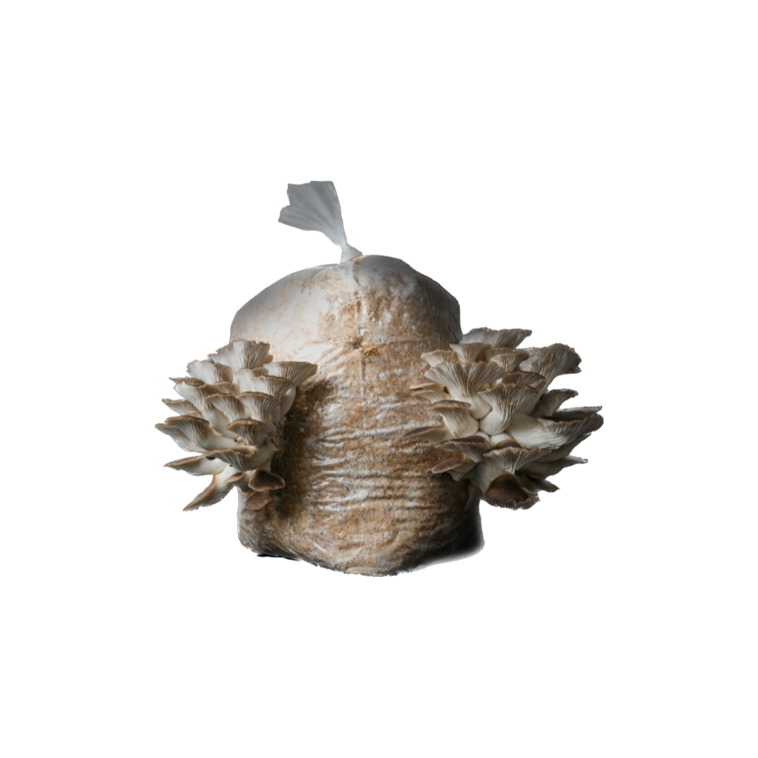 Oyster Mushroom Mini Farm 