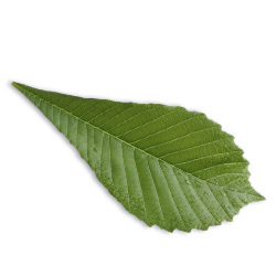 Sothys Serumas PURIFYING riebiai odai – mažina spuogelius ir sutraukia poras