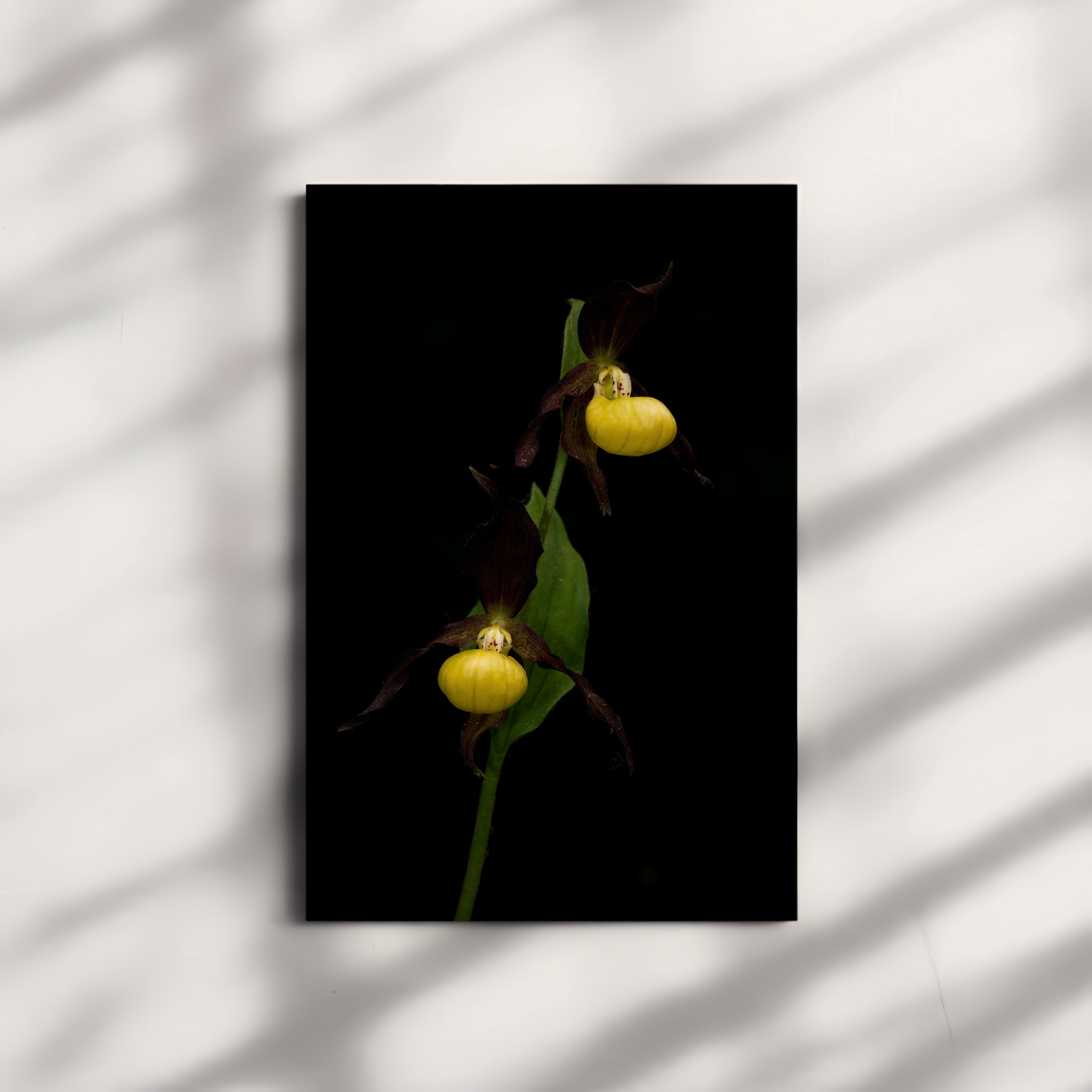 Střevičník pantoflíček