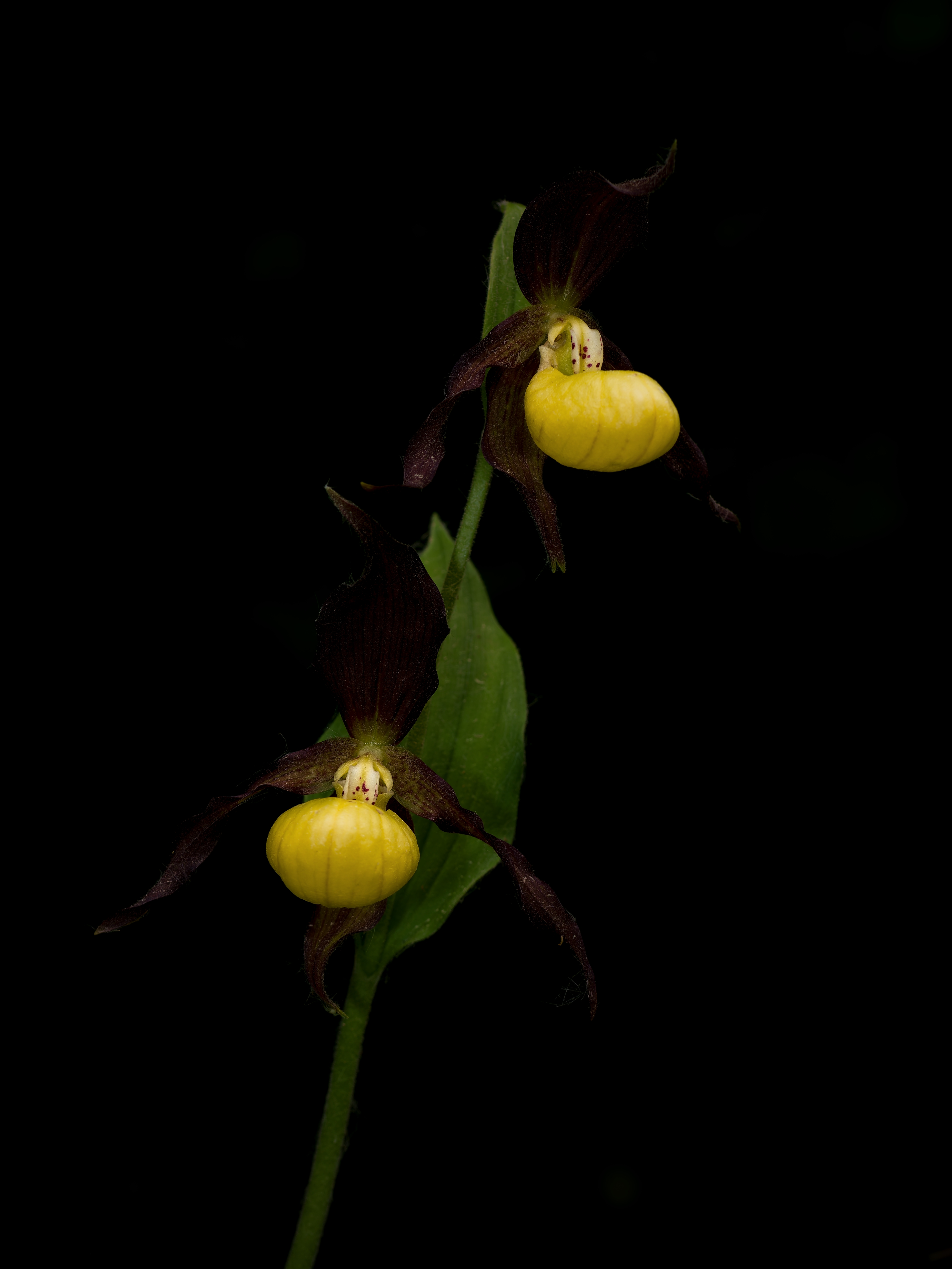 Střevičník pantoflíček