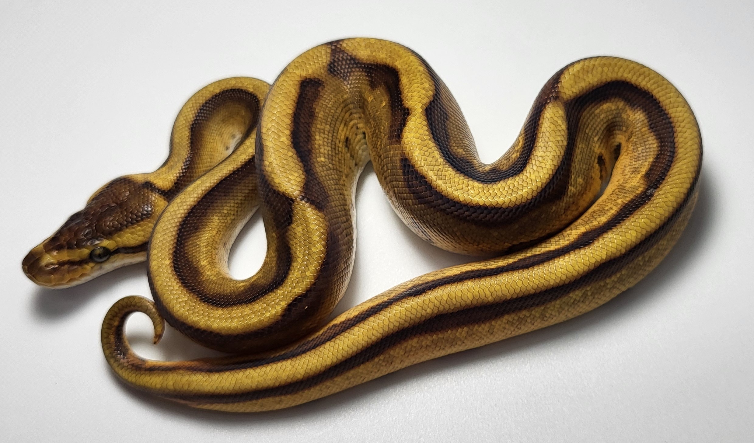 Enchi Yellowbelly Genetic Stripe 