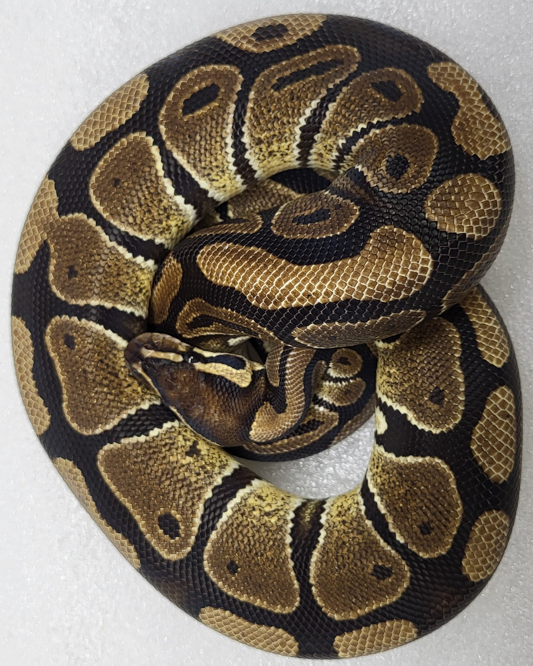 Yellowbelly Male 