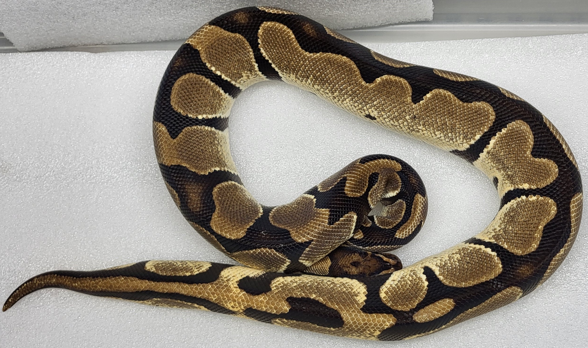 Orange Dream Female 