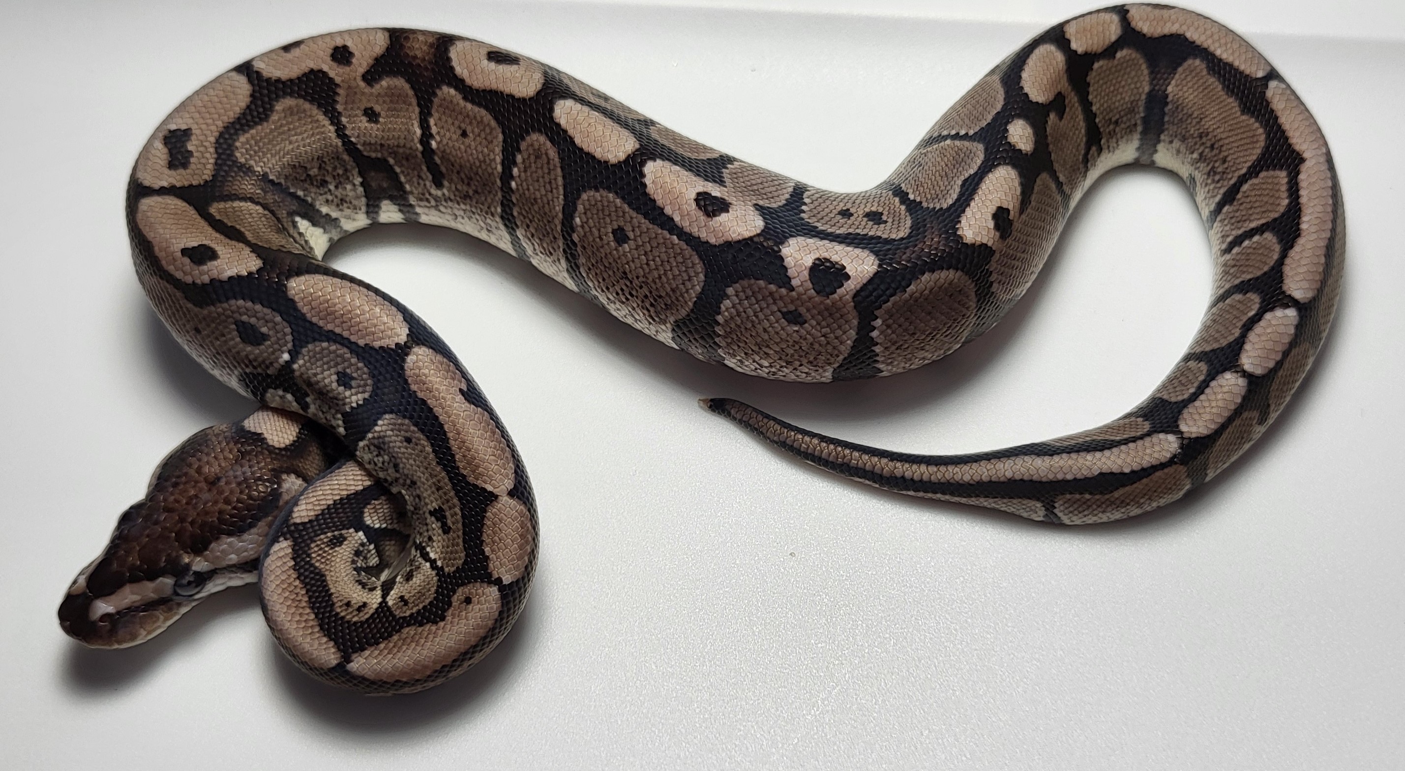 Red Stripe Axanthic 